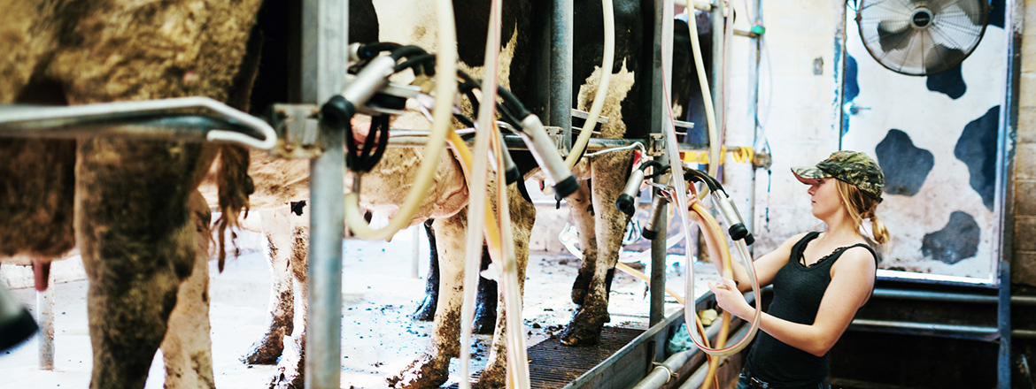 Avian influenza A(H5N1) in dairy farms: An update on public health and food safety concerns