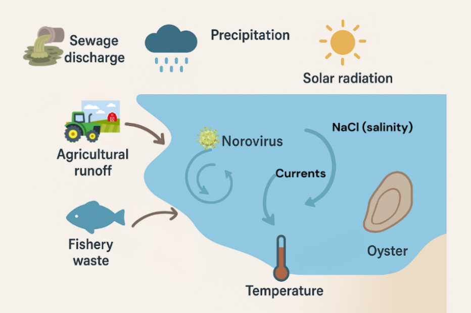 Figure 1. Environmental variables influencing norovirus contamination in oysters
