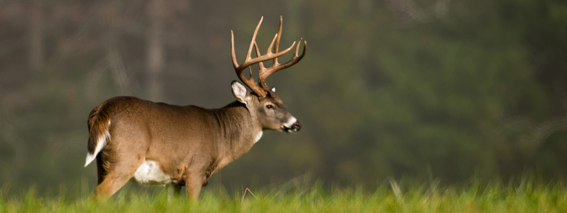 Chronic wasting disease in wild game: What are the food security and safety concerns?