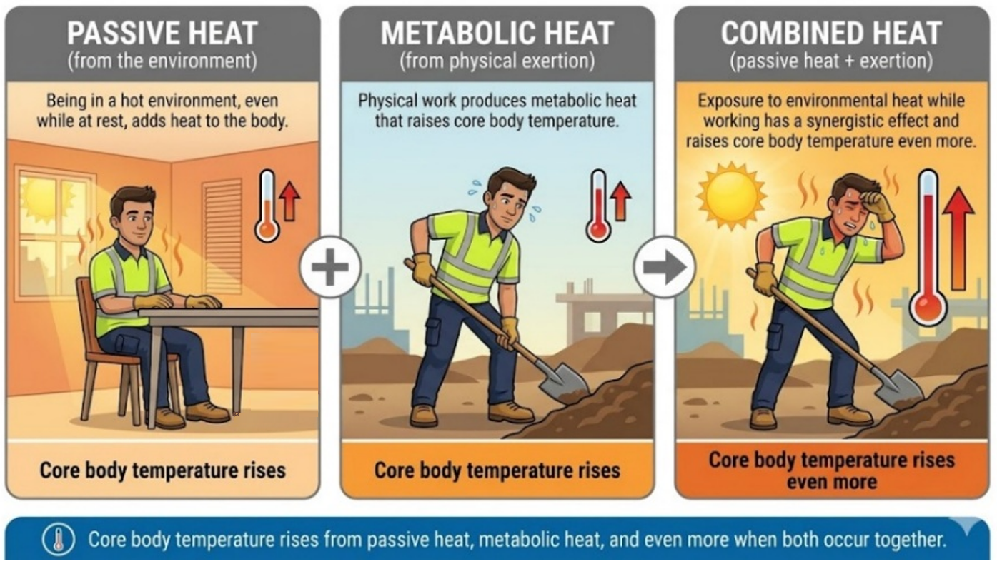 Figure&nbsp;1: Passive heat and metabolic heat influence on the body’s core temperature