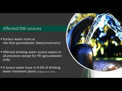 Preview image for the video "Cyanobacteria and Drinking Water".