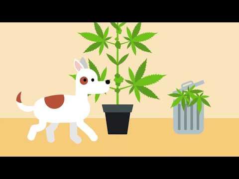 Preview image for the video "Growing Cannabis Safely at Home".