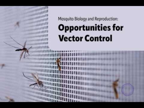 Preview image for the video "Mosquito Biology and Reproduction Opportunities for Vector Control".