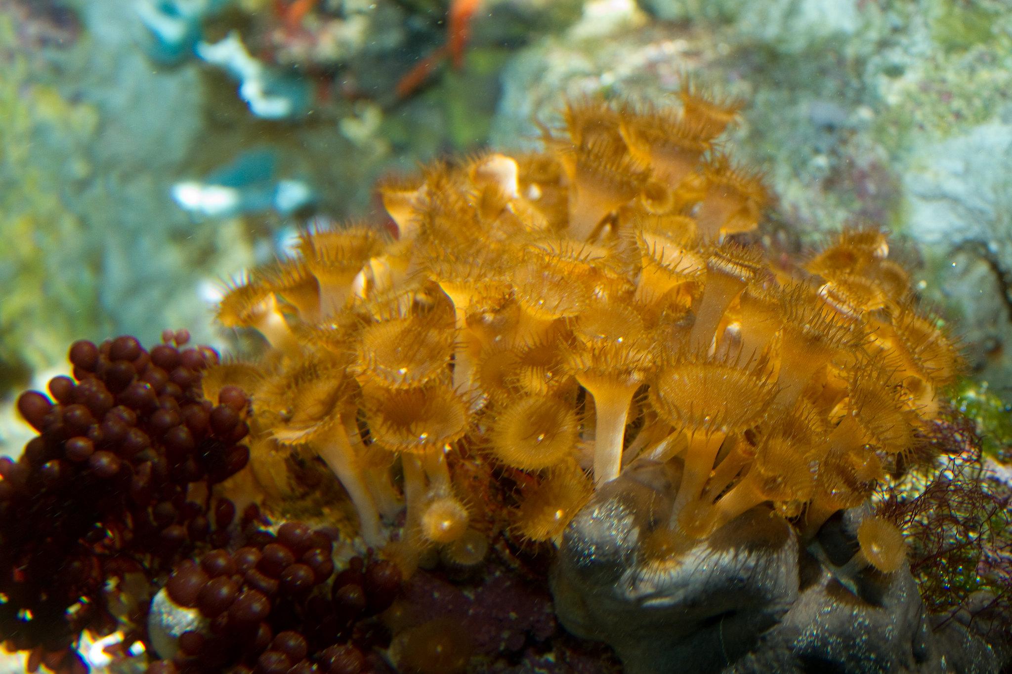 Palytoxin: a potent but poorly understood marine toxin found on aquarium coral