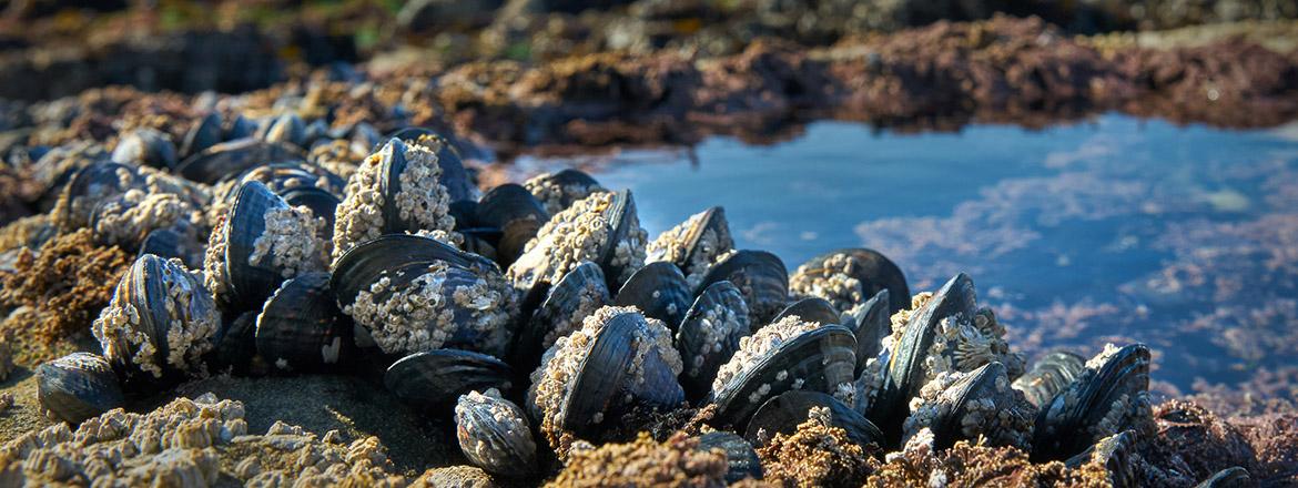 Shellfish
