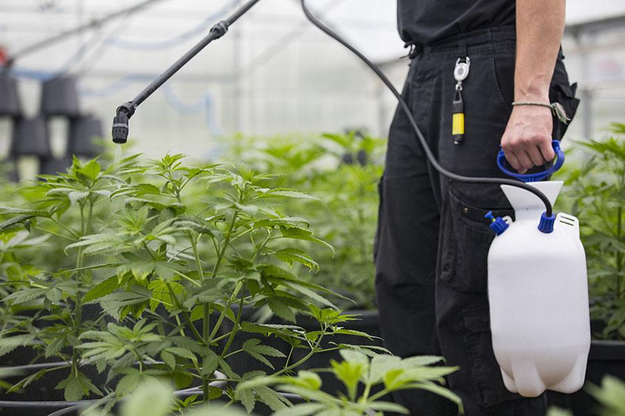 Unregulated cannabis: Risky production practices raise concern for consumers