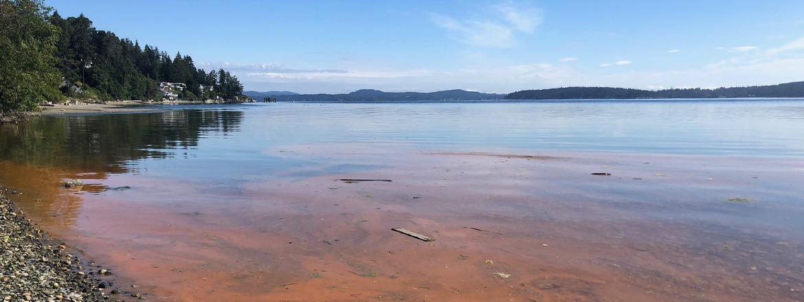 red tide