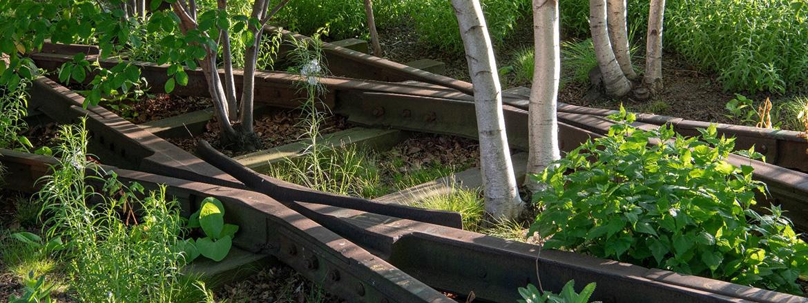 Urban rewilding and public health considerations