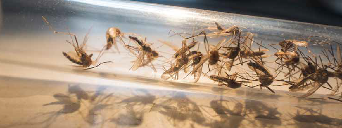 Community science toolkit for mosquito surveillance