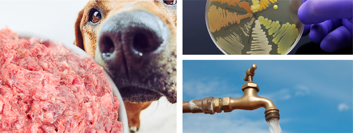 Environmental pathways of antimicrobial resistance:  A One Health case study