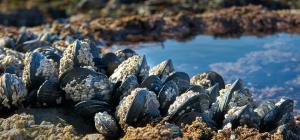 Shellfish