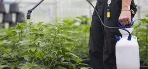 Unregulated cannabis: Risky production practices raise concern for consumers