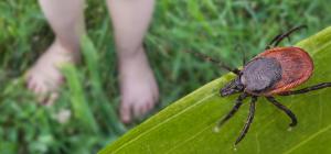 ticks