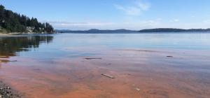 red tide