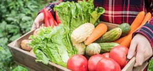 urban agriculture