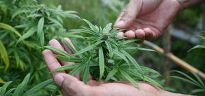 cannabis