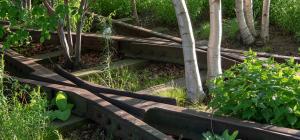Urban rewilding and public health considerations