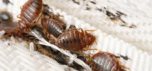 Bed bugs