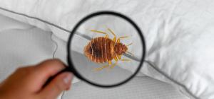 Bed bugs back in view