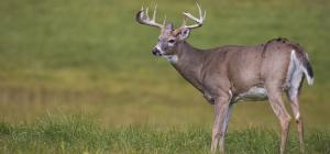 Chronic wasting disease: A jurisdictional scan of advice for hunters and cervid meat-processors in CWD affected areas