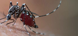 Mosquito sucking
