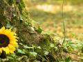 Alternative disposition services:  Green burial, alkaline hydrolysis and human composting