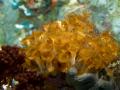Palytoxin: a potent but poorly understood marine toxin found on aquarium coral