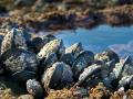 Shellfish