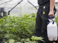Unregulated cannabis: Risky production practices raise concern for consumers