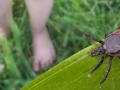 ticks
