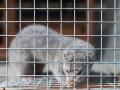 Mink farming and SARS-CoV-2: staying vigilant at the human-animal interface