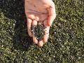 artificial turf