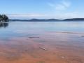 red tide