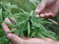 cannabis
