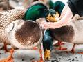 Avian flu