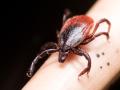 Tick