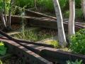 Urban rewilding and public health considerations