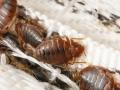 Bed bugs