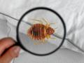 Bed bugs back in view
