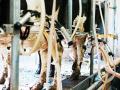 Avian influenza A(H5N1) in dairy farms: An update on public health and food safety concerns