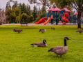Avian influenza