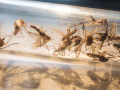 Community science toolkit for mosquito surveillance
