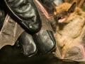 Rabies through a One Health lens