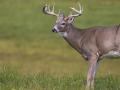 Chronic wasting disease: A jurisdictional scan of advice for hunters and cervid meat-processors in CWD affected areas