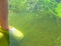 A public health perspective on cyanobacteria, climate change, population growth, and potential risk of neurodegenerative disease