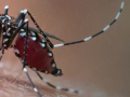 Mosquito sucking