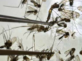 Mosquito toolkit 
