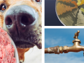 Environmental pathways of antimicrobial resistance:  A One Health case study