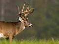 Chronic wasting disease in wild game: What are the food security and safety concerns?