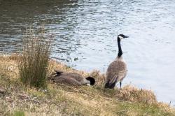 Wild birds